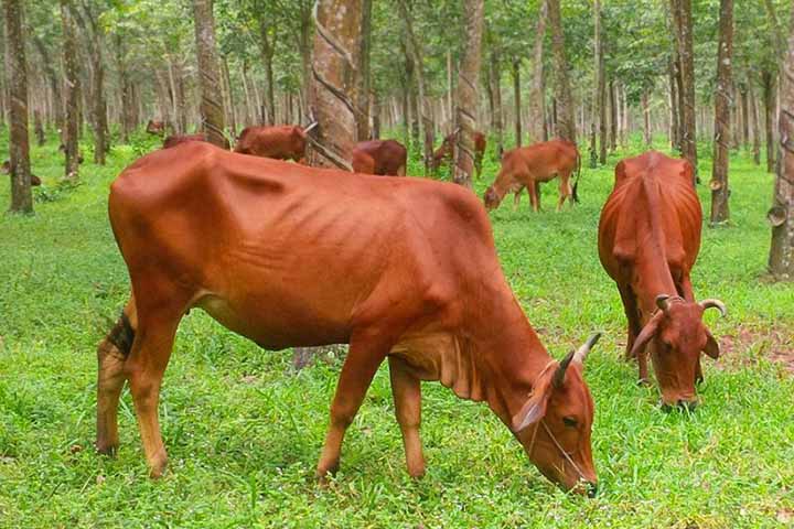 Đàn bò ăn cỏ