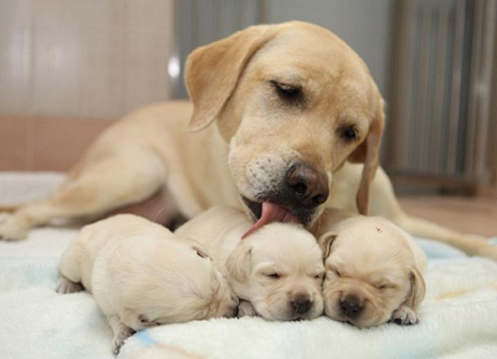 Chăm sóc chó mẹ sau sinh